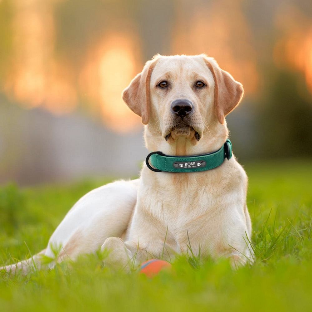 Personalized Name Dog Leash for Various BreedsWalk Your Pup in Style and Safety with Our Dog Leash!
Introducing our Dog Leash, designed to provide the utmost comfort, control, and style during your walks with yoSHOP ALL I WANTShop All I WantDog Leash
